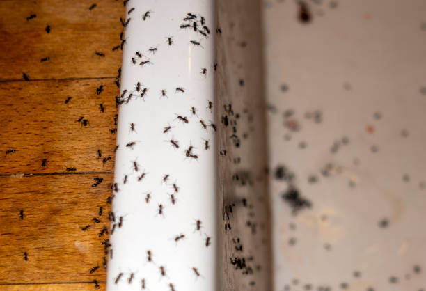 Professional Pest Control in Suncook, NH