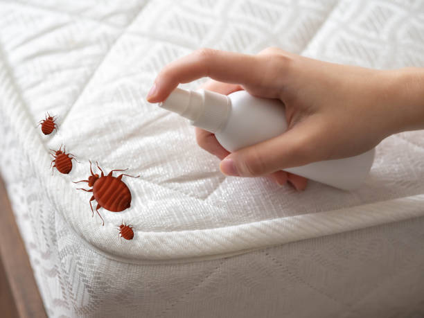 Best Pest Removal Services  in Suncook, NH